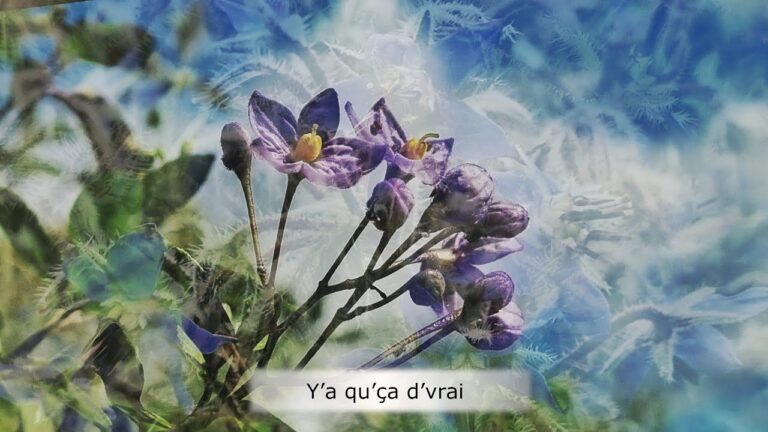 Y’a qu’ça d’vrai Y’a qu’ça d’vrai